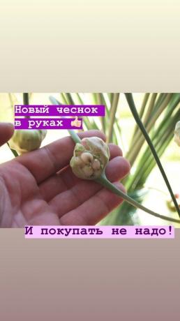 Стрелице - без додатне бели лук на кревету. Фото: блог.гарлицфарм.ру