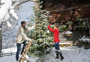 Живо дрво у саксији: украшавање куће зими и баште лети
