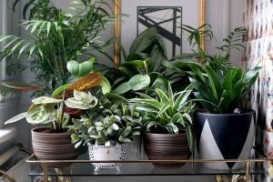 6 модеран и оригиналан начин да украсе своје кућне биљке