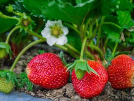5 једноставних правила бризи за јагоде у башти у јулу и августу у наредних годину дана била велика жетва