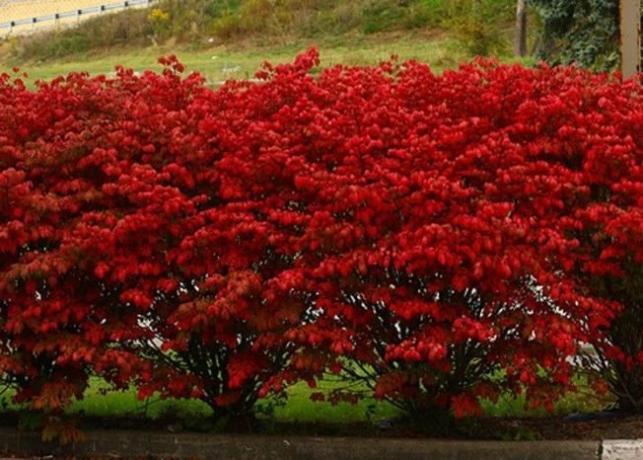 Црвено лишће у јесен Еуонимус (ландас.ру)