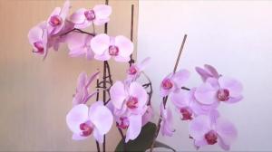5 греске у бригу о Пхалаенопсис орхидеја
