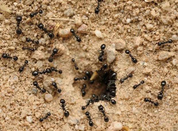 Ослобађање од мрава користе сок | Башта & Хортикултура