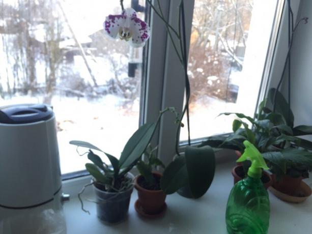 Зима влажи орхидеја