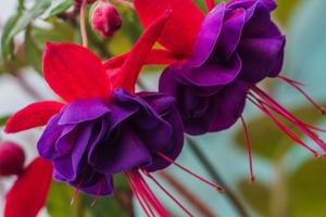 6 затворени биљке са бујном цветања: украс сваке куће