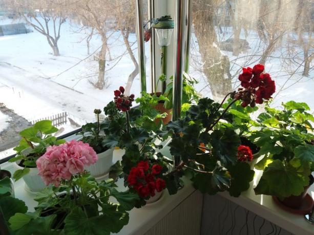 Ако ваши пеларгоније цветају зими, није потребна "мировања периоду" то. Верујем да су сами биљке знају како је најбоље