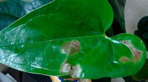 Тамне мрље на листовима собних биљака: Како одредити узрок и спасу цвијет