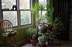 5 тропске хоусе биљке које захтевају мало или нимало одржавања