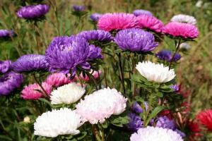 4 заповести за јаке саднице Астерс, спреман за рано цветања
