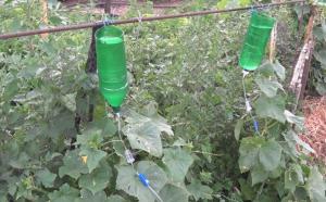 Како да сачувате воду за заливање баште у викендици: Сецретс оф заливање