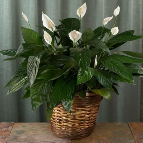 Пример цветања Спатхипхиллум. Део фото узима од интернета