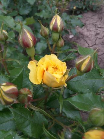 Мој омиљени жуте руже у башти треба склониште
