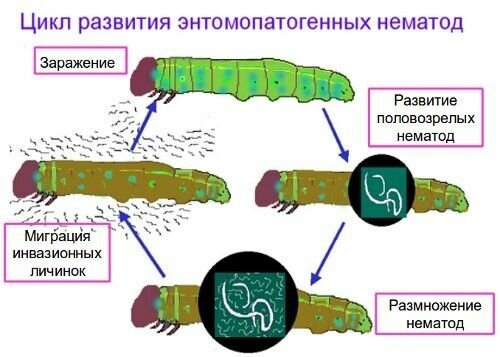 Извор: 