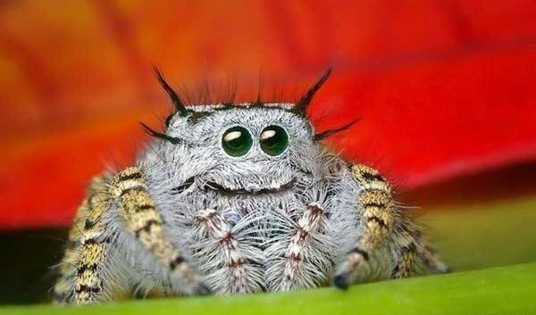 Срдачан паук