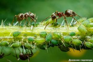 Ослобађање од мрава јодом