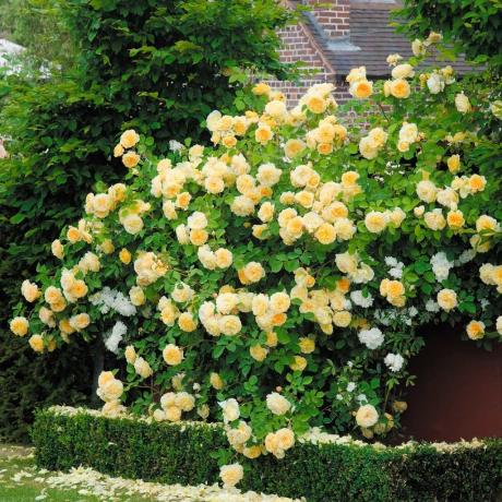 Луксузни цветају жути пењање ружа. Фотографије са цуриоус-ворлд.ру ресурса