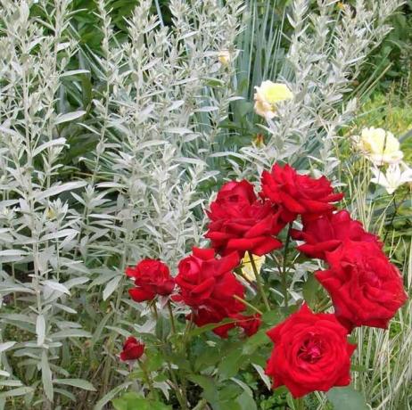 Ружа добар са сребрним биљкама. Фото: фло.дисцус-цлуб.ру