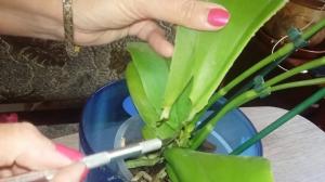 5 доказаних начина да се спасе орхидеја