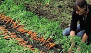 Правилна садња шаргарепе: ефикасна метода за повећање клијање и жетву