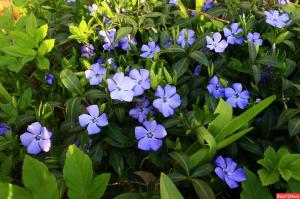 Мирисна тепих: 5 бест трајница, тло поклопац за цветних леја и баште