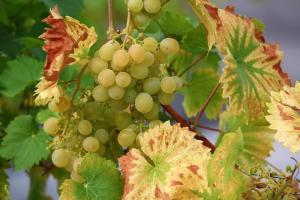 Како правилно засадио виноград у отвореном