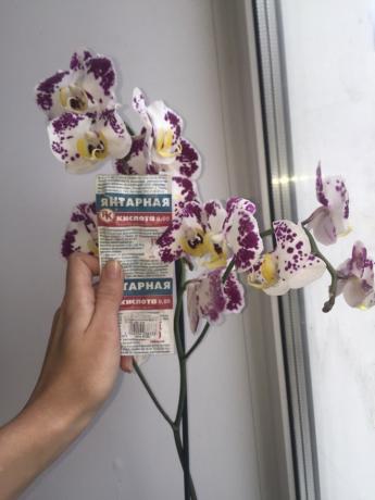 Ја спреј орхидеја ћилибарна киселина и цвета у 3 гране!