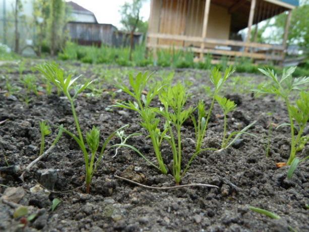 У рано пролеће појаве изданци (огородбеззабот.ру)