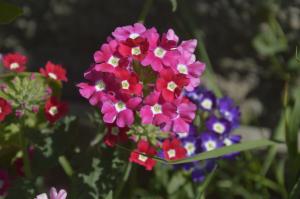 Вербена - диван цвет са пријатним мирисом, за које се тешко може бринути