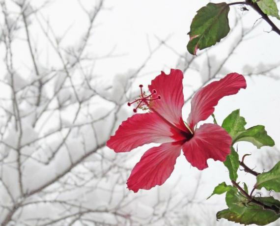 Хибискус цвет зими, када су у терању, али онда лето не могу бацити пупољке. Илустрације за чланку узети са Интернета