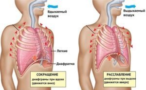 Абдоминална дисање: предности и штети, апарати, мишљења