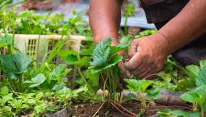 Производство и ђубрења јагоде у августу: здравље жбуње и усева је у нашим рукама