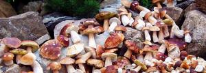 Како расту печурке: од беле до острига