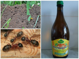 Како се отарасити мрава у пролеће: резултат после 30 минута