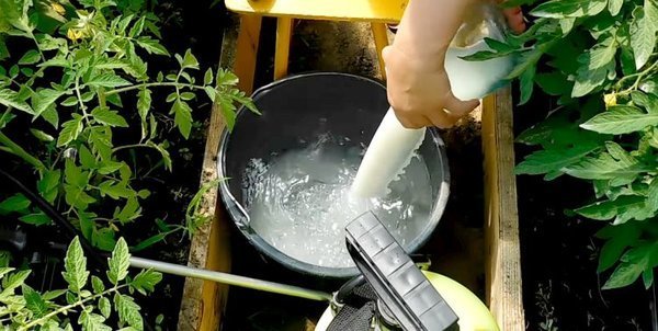 Ђубрење краставац млеко доноси значајне резултате (самозветик.ру)
