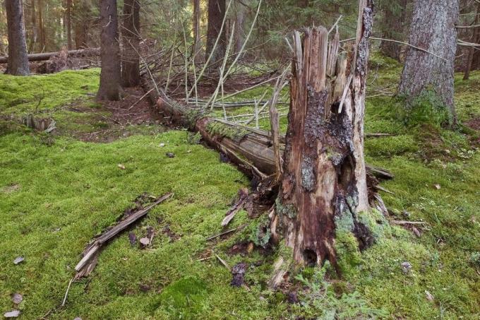 Закон о валозхнике - који може да се бере у шуми, и када?