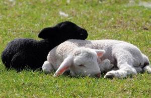 Месо и вуна: како да се размножавају овце на својој фарми