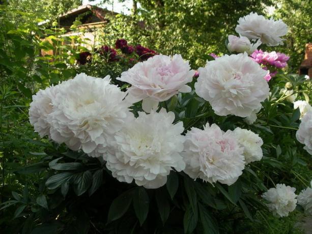 Бели божури са бледо розе пола пута. Фотографије са сајта иандек.ру