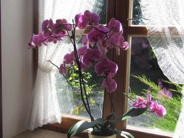 Изобиљу цветање Фаленопсис ( http://picdom.ru/i/1280x800/3/8/0b98d41a7.jpg)