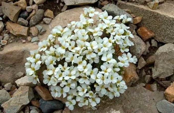 Бело цвеће арабиса