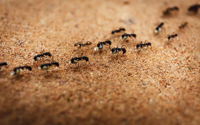 Протерује мрави са соли | ЗикЗак