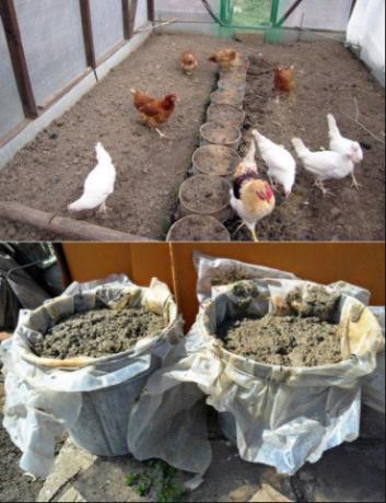Правилна примена пилећег стајњака у башти ће повећати жетву