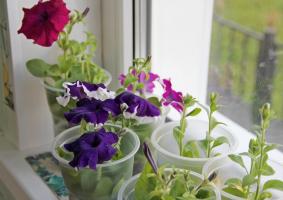 Мајски акорд: када се биљке садница петуније и како да правилно нега