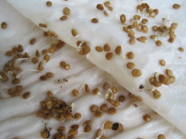 Дакле, изглед мркве семена после третмана. Фотографије са тсветидома.ру