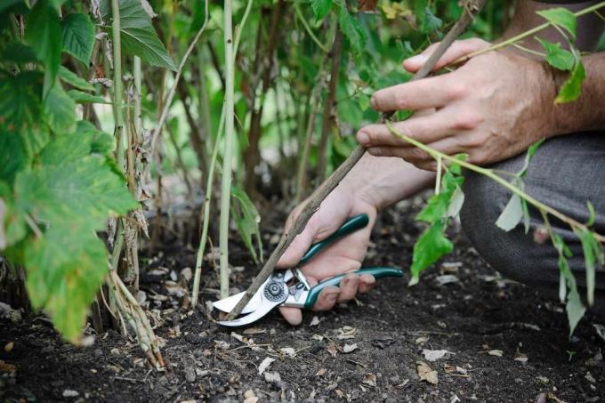 Орезивање малина јесени решити многе проблеме! (Просадиогород.ру)