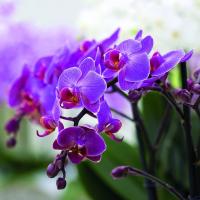 Оно што је заједничко у Пхалаенопсис орхидеја и Децембристс?