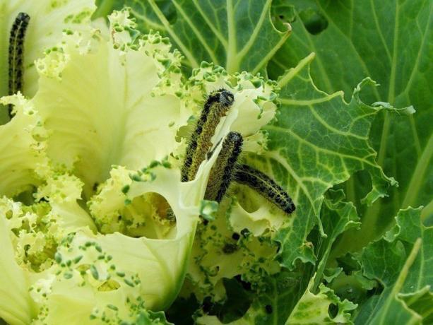 Гусенице на купуса јести наше усеве