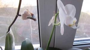 Разлози за отпадају пупољци у орхидеја