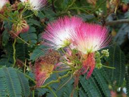 Албизиа јулибриссин - украсни и корисно дрво у башти