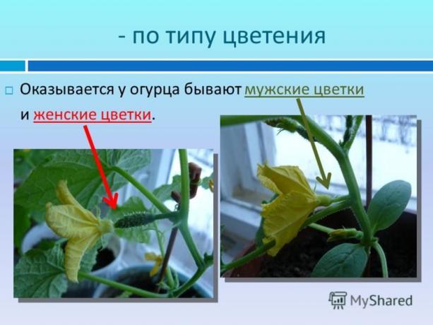 Илустративан пример сајта мисхаред.ру