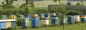 Како организовати мини-фарме пчела